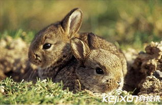 探秘全球32种珍稀动物 神话传说背后的真实原型