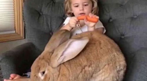 神兔降世？网友笑称捡回的不是兔，是‘兔子精’